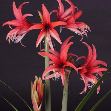 Hippeastrum Rose Cybister - Amaryllis