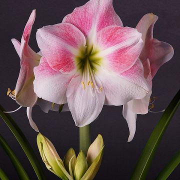 Hippeastrum Rosy Star - Amaryllis