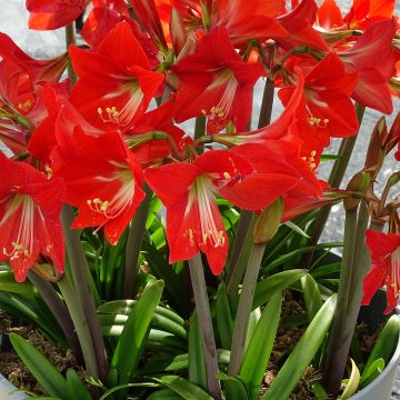 Hippeastrum Striped Garden - Amaryllis