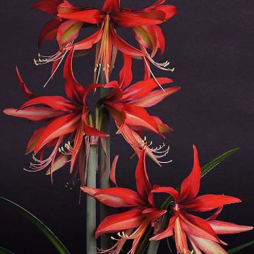 Hippeastrum  Sumatra