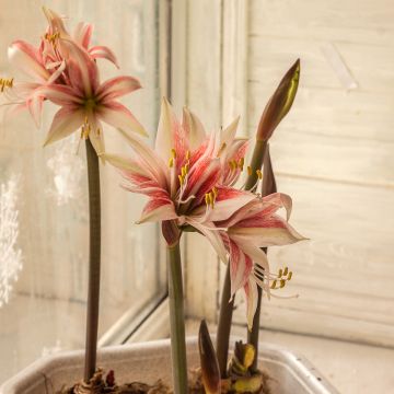 Hippeastrum  Sweet Lilian