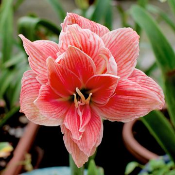 Hippeastrum Sweet Nymph - Amaryllis