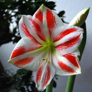 Hippeastrum Clown - Amaryllis