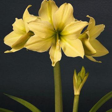 Hippeastrum  Yellow Star