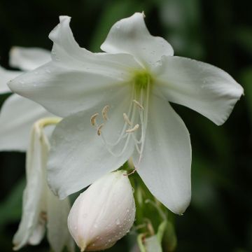 Amaryllis belladonna Alba - Jersey Lily