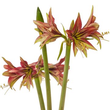 Hippeastrum cybister Mystica - Amaryllis