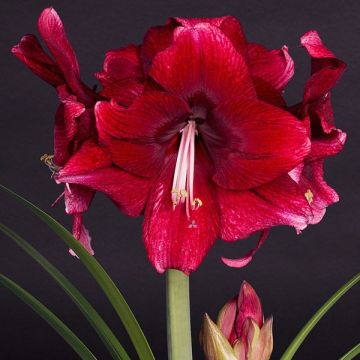 Hippeastrum Daphne - Amaryllis