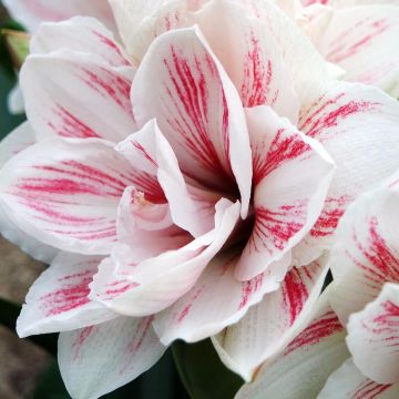 Hippeastrum Aquaro - Amaryllis