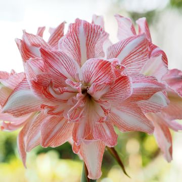 Hippeastrum Dancing Queen - Amaryllis