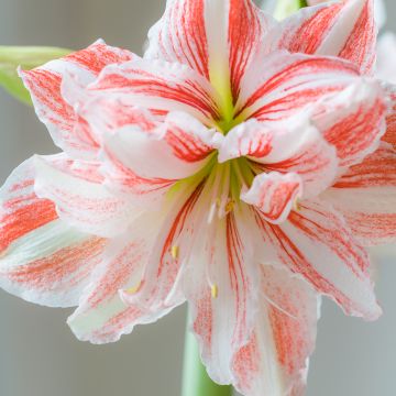 Amaryllis Nymph - Hippeastrum double blanc et rose corail.