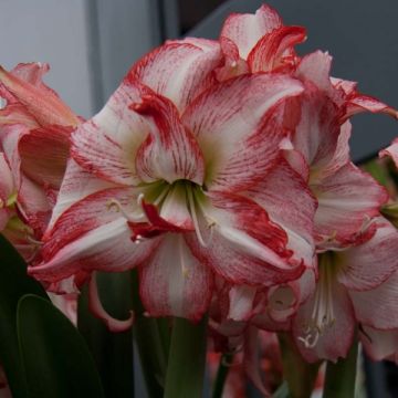 Hippeastrum Double Record - Amaryllis