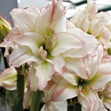 Hippeastrum Double Aphrodite - Amaryllis