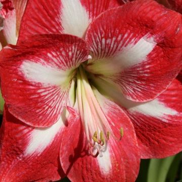 Hippeastrum Minerva - Amaryllis