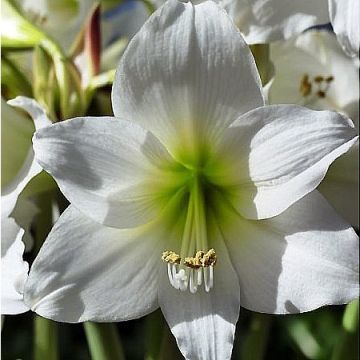 Hippeastrum  White Garden