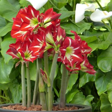 Hippeastrum sonatini Balentino