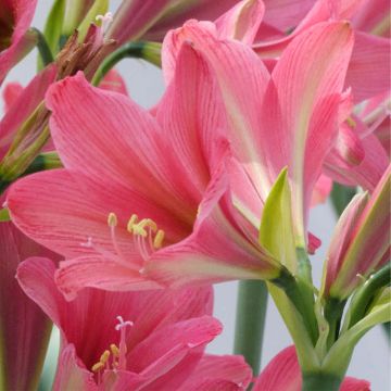 Hippeastrum sonatini Sweet Sixteen