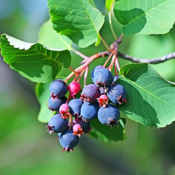 Amelanchier alnifolia Greatberry Garden