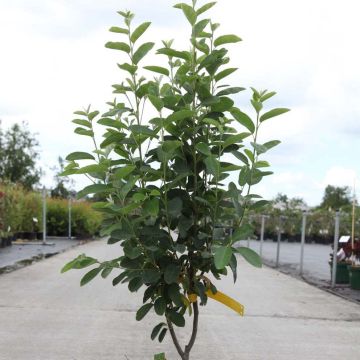 Amelanchier canadensis RAINBOW PILLAR® - Amélanchier du Canada