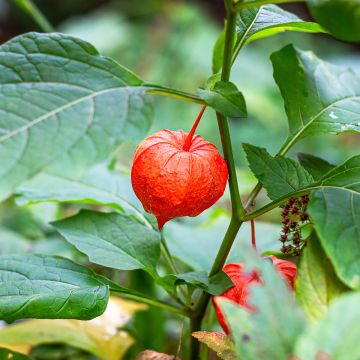 Physalis alkekengi var. franchetii