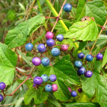 Ampelopsis glandulosa var. maximowiczii 