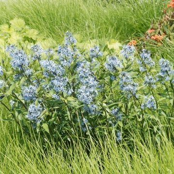 Amsonia ciliata - Amsonie ciliée