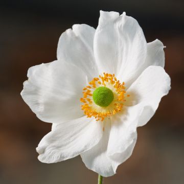 Anemone hybrida Slot der Nisse