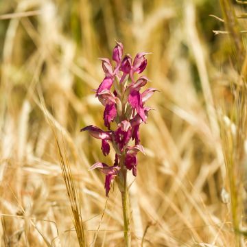 Anacamptis sancta