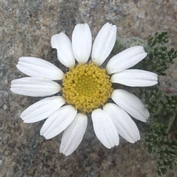 Anacyclus pyrethrum var. depressus