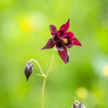 Ancolie, Aquilegia atrata