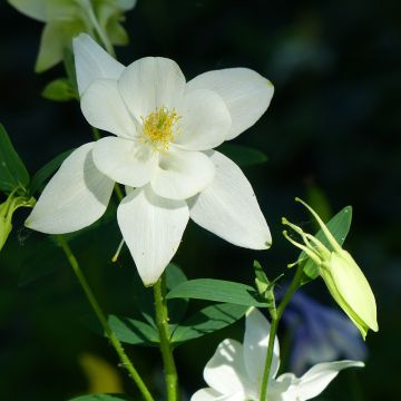 Aquilegia caerulea Kristall - Columbine