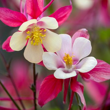 Ancolie, Aquilegia caerulea Rose Queen