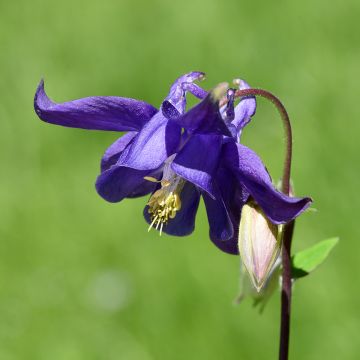 Ancolie - Aquilegia vulgaris