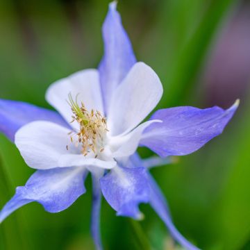 Aquilegia Blue Star - Columbine