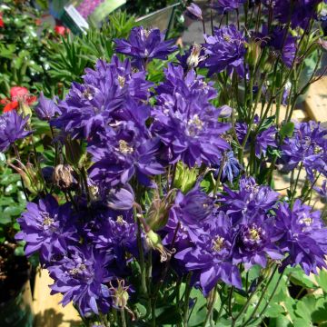 Aquilegia vulgaris Clementine Blue - Columbine