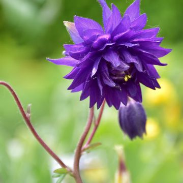 Aquilegia vulgaris Blue Barlow - Columbine