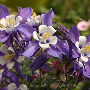 Ancolie Mrs M. Nicholls - Aquilegia (x) hybrida