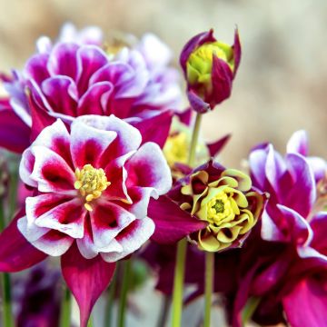 Aquilegia Winky Red-White - Columbine