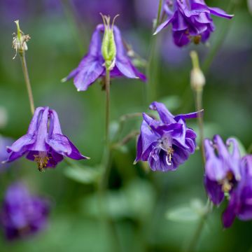 Aquilegia alpina - Columbine