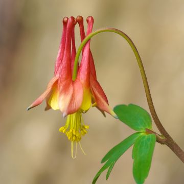 Ancolie du Canada, Aquilegia canadensis