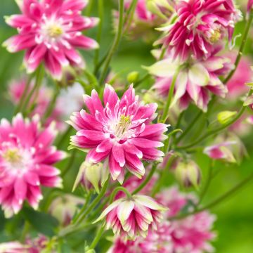 Aquilegia vulgaris Nora Barlow - Columbine