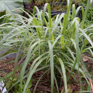 Madagascan Lemongrass plants - Cymbopogon citratus
