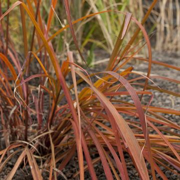 Andropogon gerardii Red October