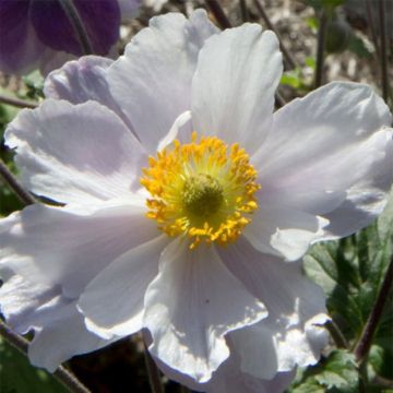 Anemone Dreaming Swan - Japanese Anemone