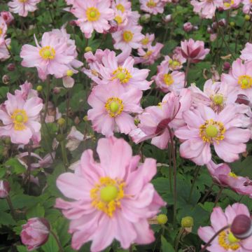 Anémone du Japon Fantasy Pocahontas - Anemone hupehensis var.japonica