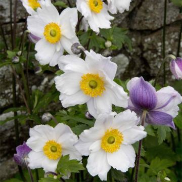 Anemone Ruffled Swan - Japanese Anemone