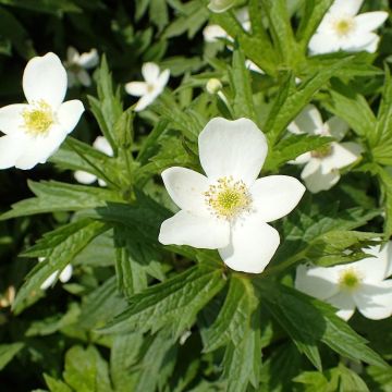 Anémone du Canada - Anemone canadensis