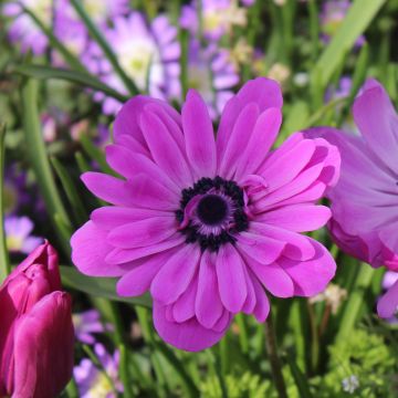 Anemone coronaria double Admiral