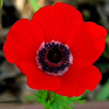 Anemone coronaria Hollandia