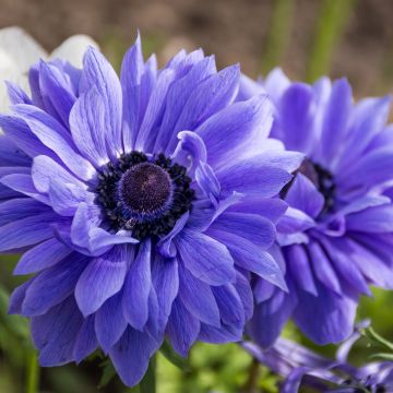 Anemone coronaria Lord Lieutenant