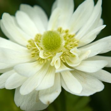 Anemone coronaria Mount Everest